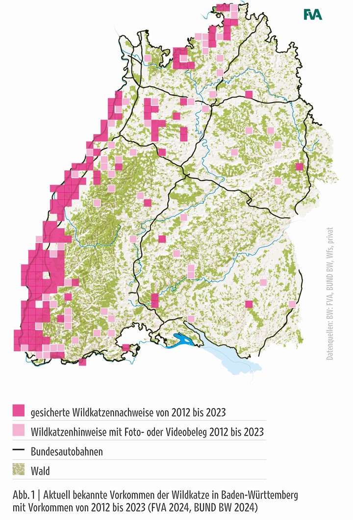 Verbreitung Wildkatze Baden-Wuerttemberg