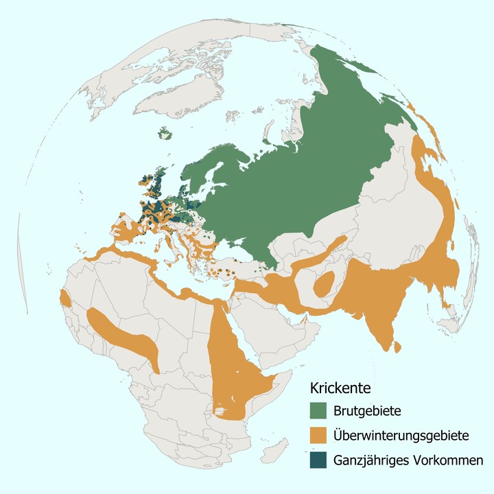 Eurasische Verbreitung,Krickente,WFS,Wildforschungsstelle 