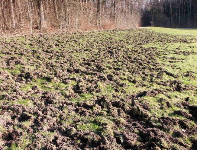 Schwarzwildforschung,Wildforschungsstelle,WFS