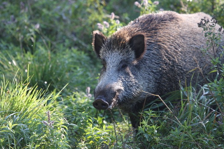 Afrikanische Schweinepest (ASP) - Wildtierportal