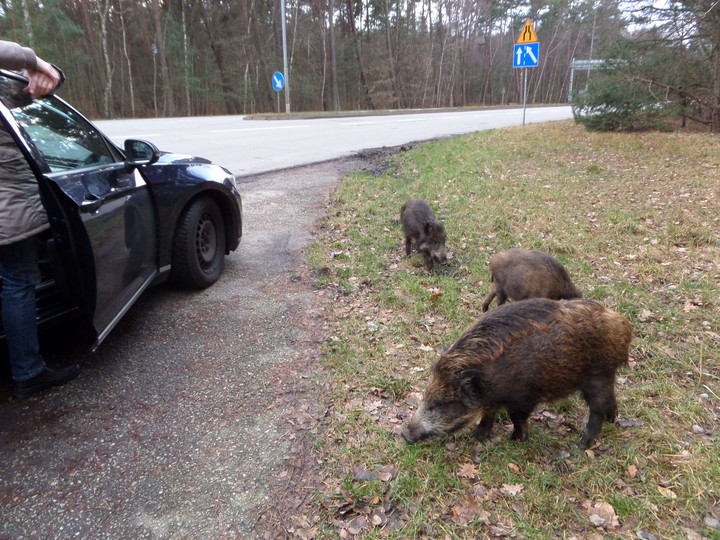 Zutrauliche Wildschweine © Fanny Betge