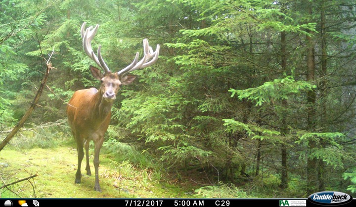 Rothirsch auf einer Wildkamera