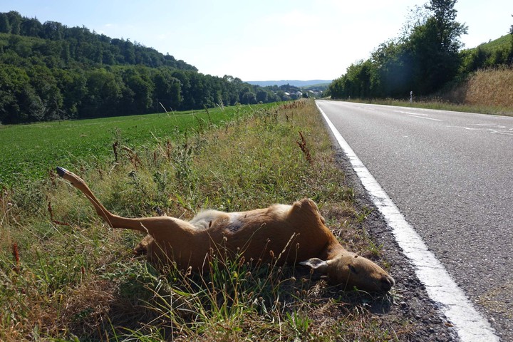 Verunfalltes Reh durch Straßenverkehr. © René Greiner