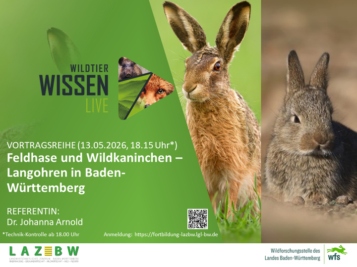 Wildkaninchen, Feldhase, Wildtierwissen, WFS, WTWL
