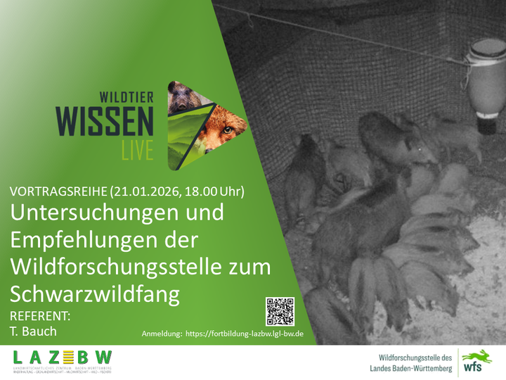 WTW, Live, Schwarzwildfang, Bauch