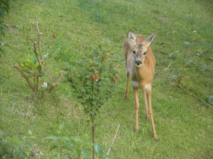 Rehe lieben Rosenknospen als Nahrung © Ilse Storch