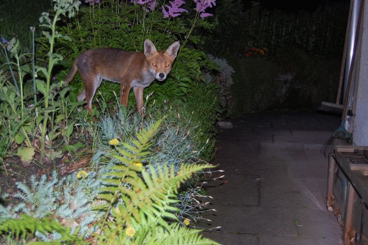 Fuchs im Garten  © Dr. Christof Janko