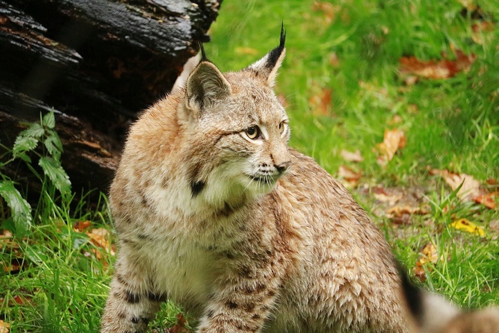 SWR Aktuell, SWR, Luchs, Luchsmonitoring