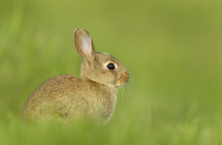 Wildkaninchen