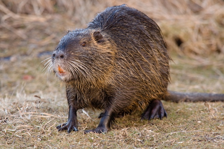 Nutria