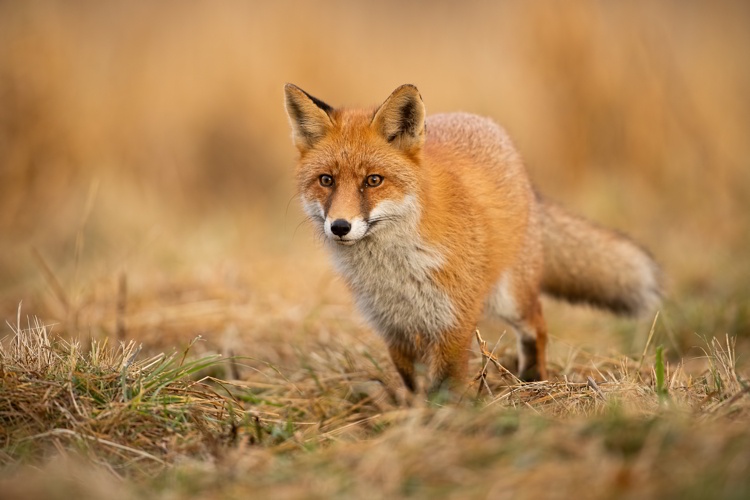 Rotfuchs