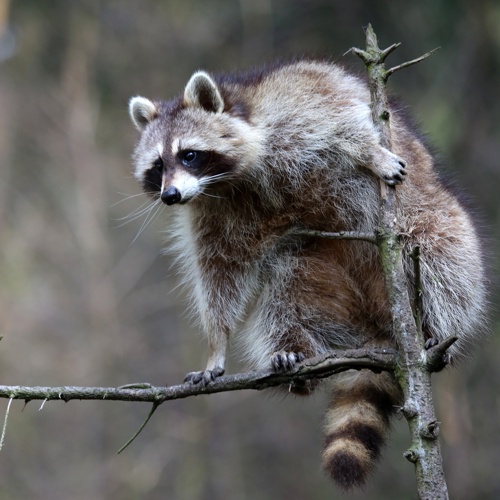 Waschbär