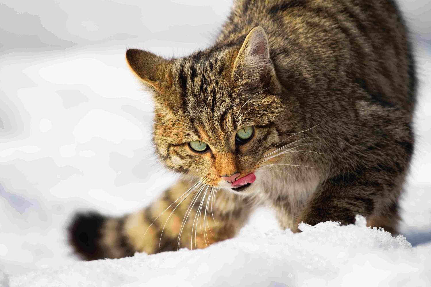 Wildkatze