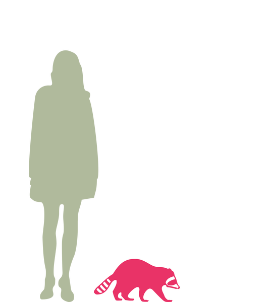 Waschbär - Wildtierportal